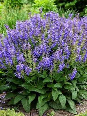 Link to Salvia Big Sky