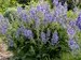 Salvia Big Sky