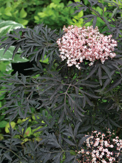 Sambucus
