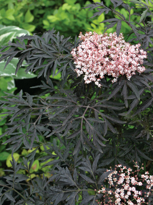 Sambucus Black Lace