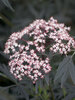 Sambucus Black Lace
