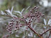 Sambucus Black Lace