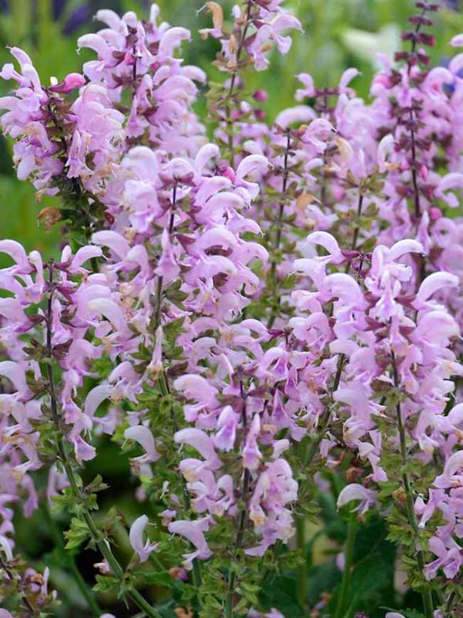 Salvia Ballerina Pink Bluestone Perennials