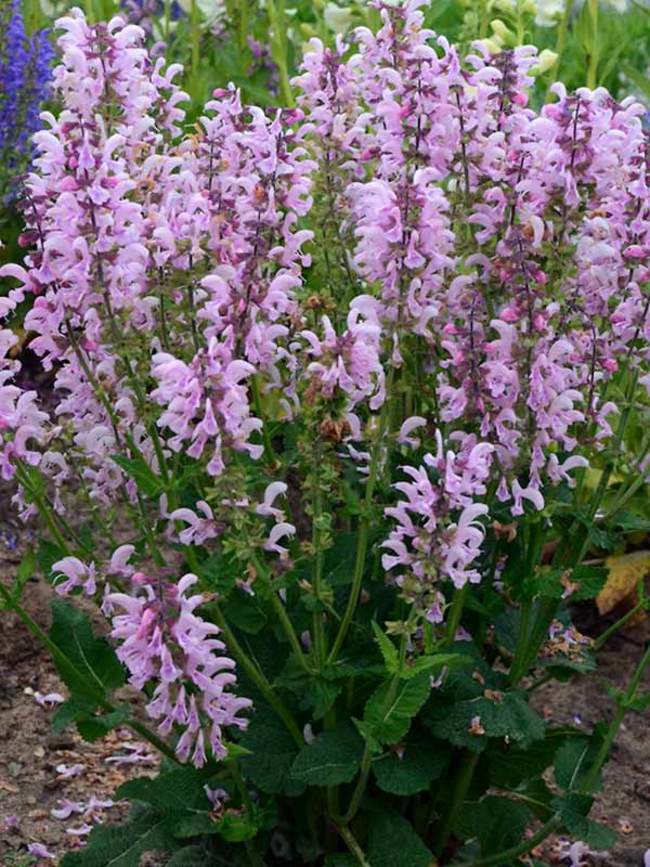 Salvia Ballerina Pink Bluestone Perennials