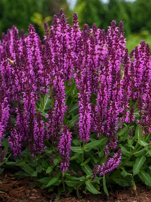Link to Salvia Bumbleberry