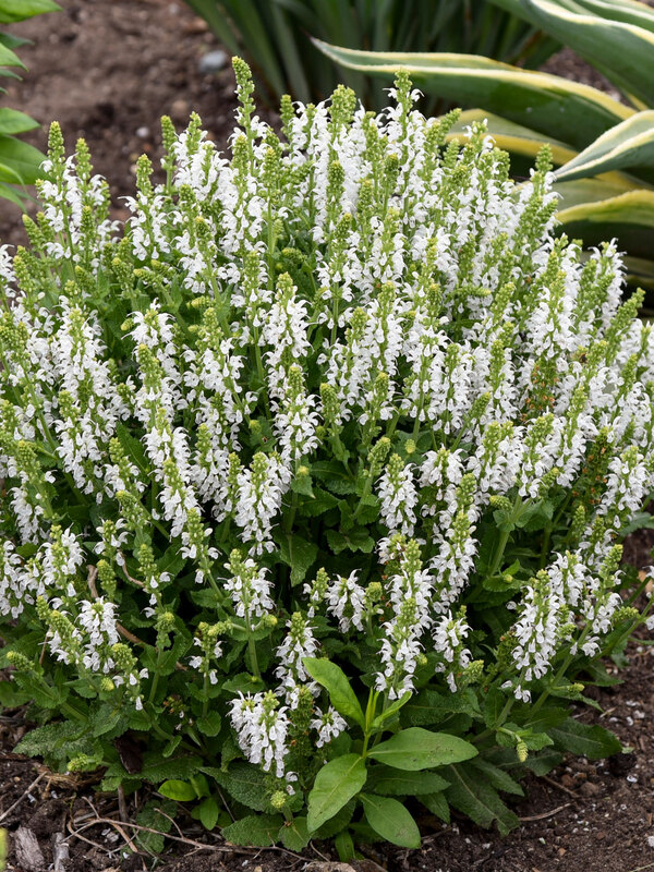 Salvia Bumblesnow
