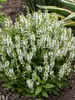 Salvia Bumblesnow