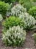 Salvia Bumblesnow