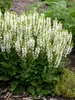 Salvia Bumblesnow