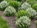 Salvia Bumblesnow