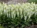 Salvia Bumblesnow