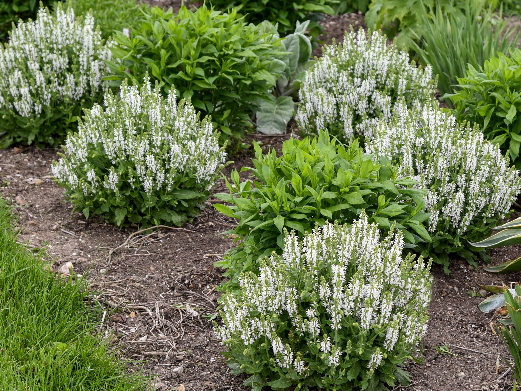 Salvia 'Bumbleberry' | Sage - Gardeners Dream