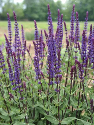 Link to Salvia Caradonna