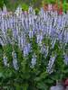 Salvia Crystal Blue