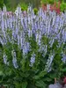 Salvia Crystal Blue