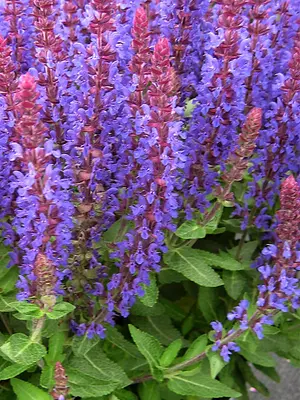 Link to Salvia Sensation&reg; Deep Blue
