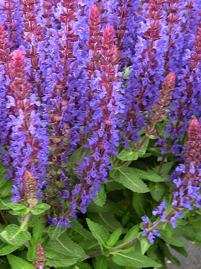 Salvia Sensation Deep Blue