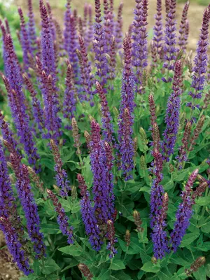 Link to Salvia East Friesland