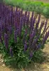 Salvia East-Friesland