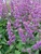 Salvia Endless Love