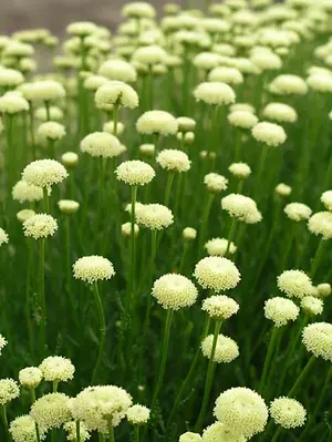 Link to Santolina Ericoides