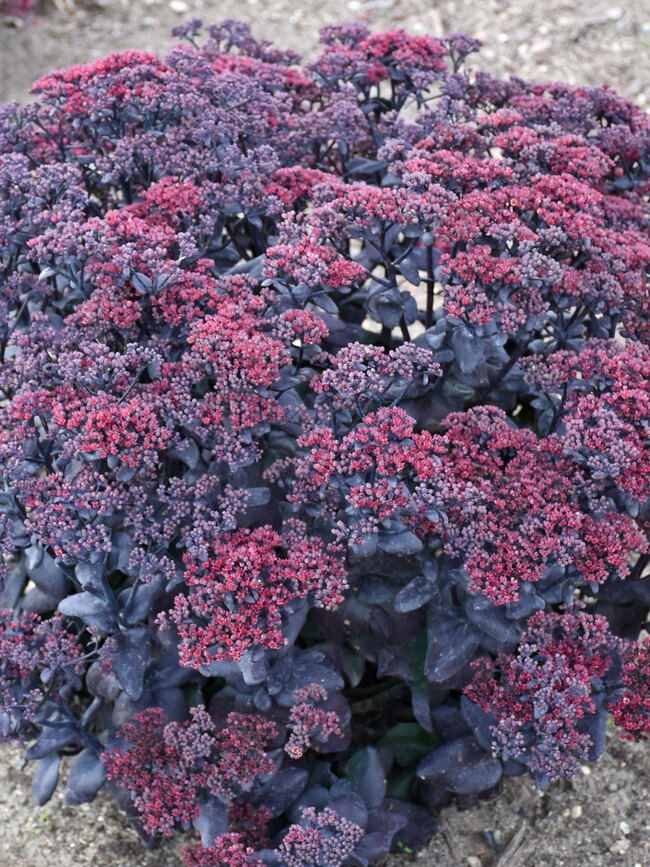 Sedum After Dark