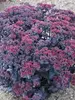 Sedum After Dark