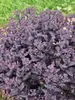 Sedum After Dark