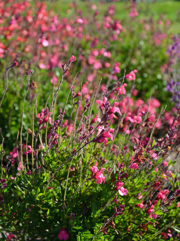 Salvia Arctic Blaze Fuchsia