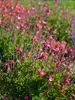 Salvia Arctic Blaze Fuchsia