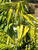 Salix Golden Sunshine 
