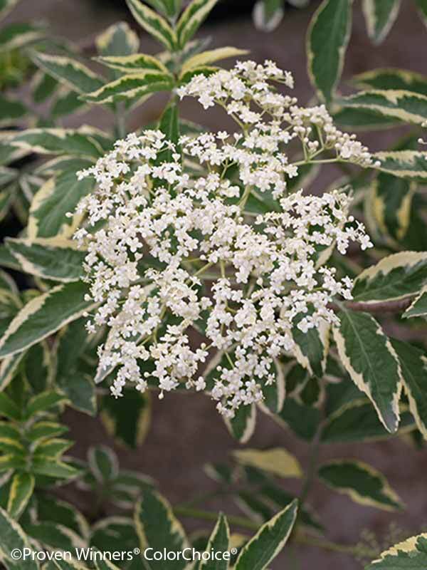 Sambucus Instant Karma