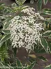 Sambucus Instant Karma