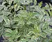 Sambucus Instant Karma
