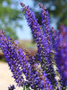 Salvia Spring King