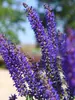 Salvia Spring King