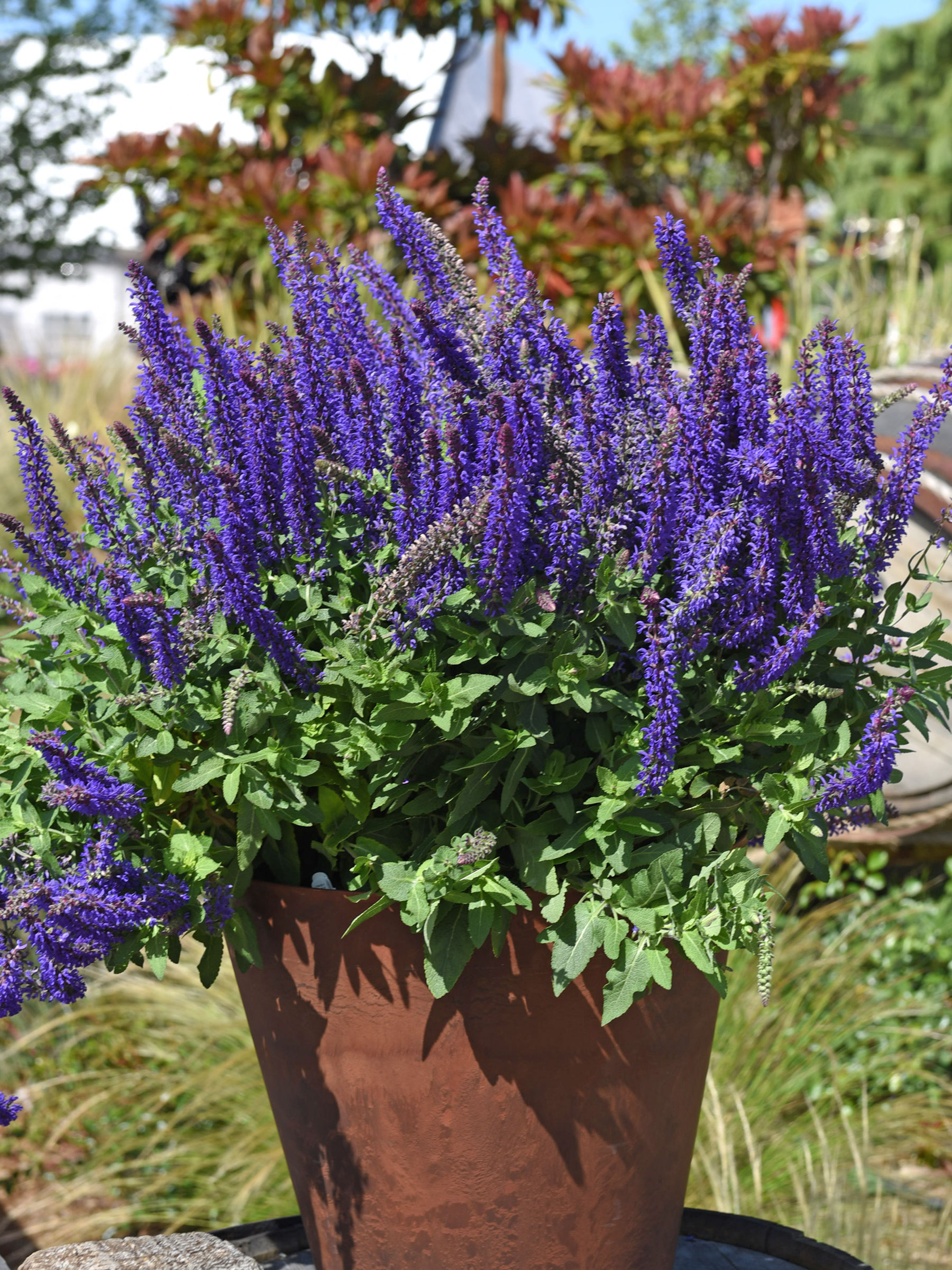 Salvia Spring King (Meadow Sage, Woodland Sage)