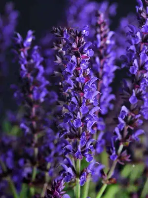Link to Salvia Lyrical&#153; Blues