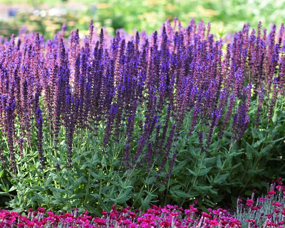 Salvia Lyrical Blues (Meadow Sage, Woodland Sage)