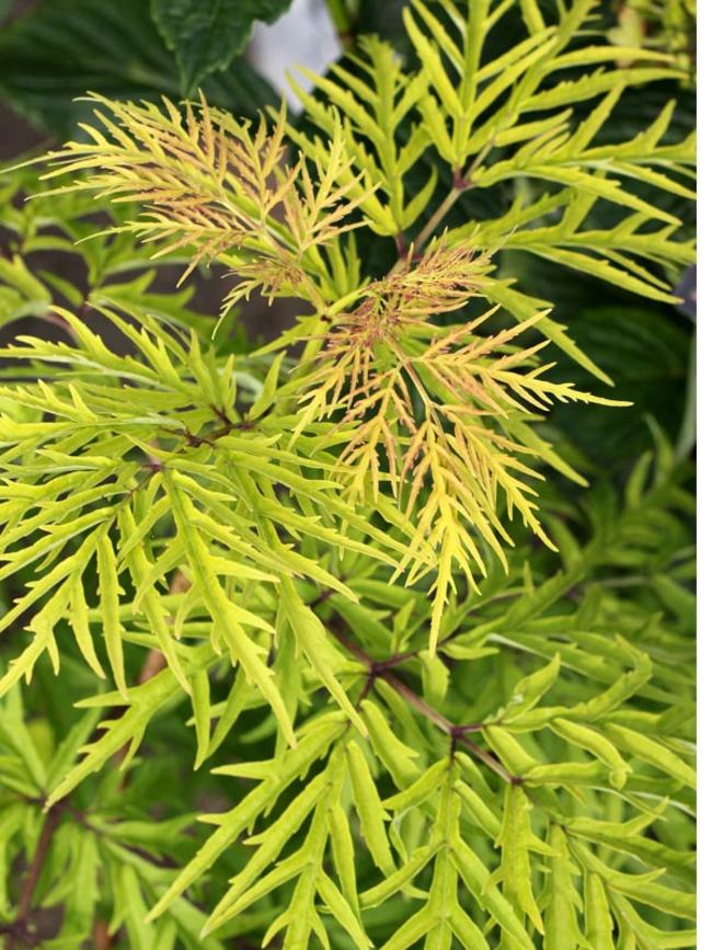 Sambucus Lemony Lace