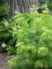 Sambucus Lemony Lace