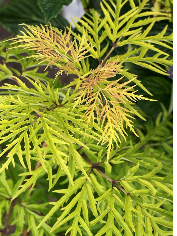 SALL_0_sambucus_lemony_lace_pw.jpg