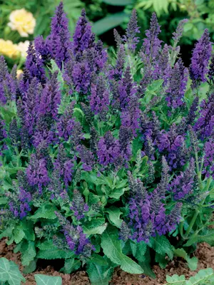 Link to Salvia Marcus