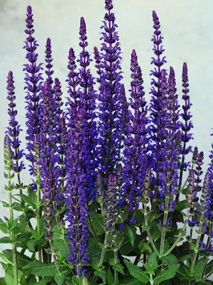Link to Salvia Merleau Blue