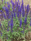 Salvia Merleau Blue