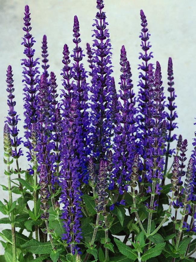 Annual Salvia Varieties