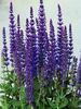 Salvia Merleau Blue