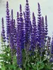 Salvia Merleau Blue