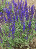 Salvia Merleau Blue