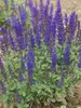 Salvia Merleau Blue